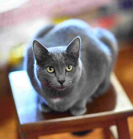 Orosz kék macska fotó, a fajta, karakter, egészség