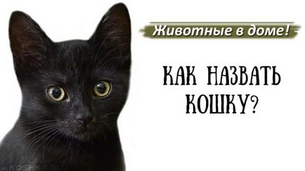 Magyar becenevek macska lányok könnyű és szép