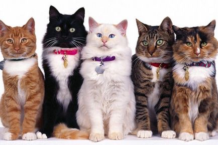 Magyar becenevek macska lányok könnyű és szép