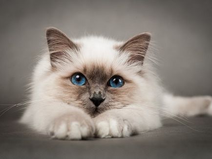 A legtöbb gyengéd fajtájú macskák értékelése top 10