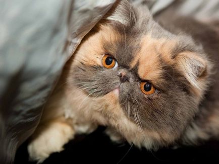 A legtöbb gyengéd fajtájú macskák értékelése top 10