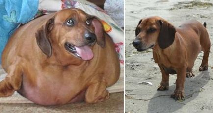 Legkövérebb kutya a világon - 15 kép és magyarázatok