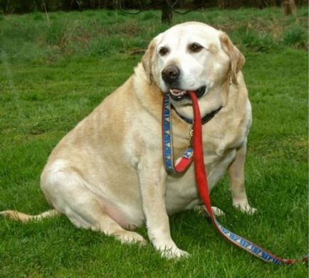 Legkövérebb kutya a világon - 15 kép és magyarázatok