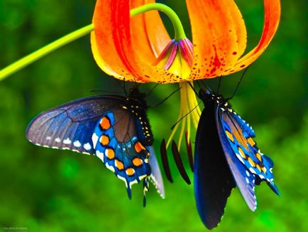 A legcsodálatosabb tények pillangók