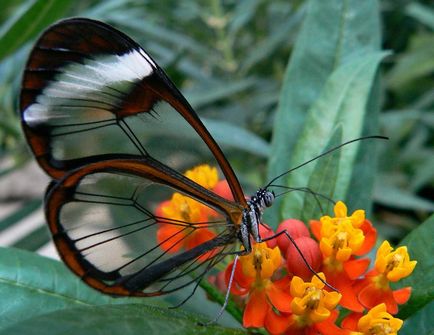 A legcsodálatosabb tények pillangók