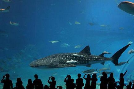 A legnagyobb akvárium a világon a méretek, funkciók