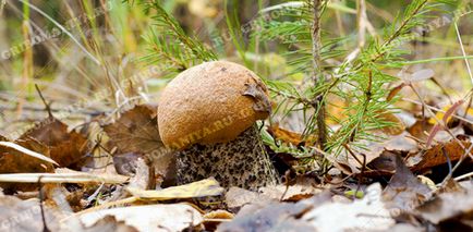 Ehető gombák gribomaniya (ehető gombák) Ehető gomba, gribomaniya