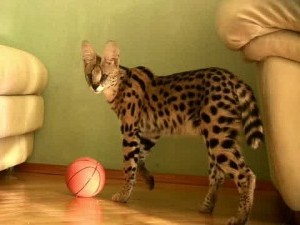 Serval macska fotó, az ár, a természet a fajta, leírás, videó