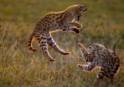 Serval macska fotó, az ár, a természet a fajta, leírás, videó