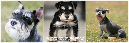 Törpe schnauzer kölykök mind a fajta, különösen a természetvédelmi (fotó) (kölykök) Törpe schnauzer kölykök mind a fajta, különösen a természetvédelmi (fotó)