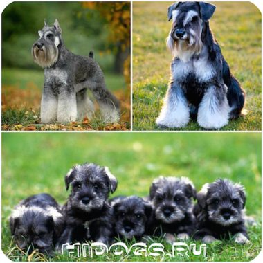 Törpe schnauzer kölykök mind a fajta, különösen a természetvédelmi (fotó) (rock) Törpe schnauzer kölykök mind a fajta, különösen a természetvédelmi (fotó)