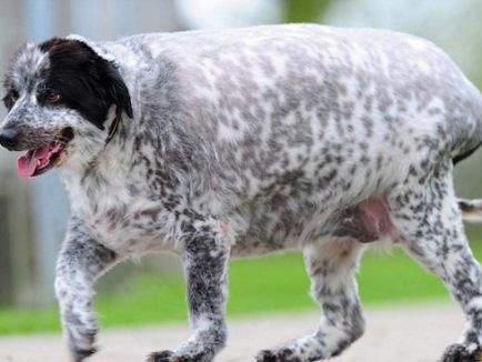 Milyen nehéz a legkövérebb kutya a világon, hogy vizsgálja felül, és szőrös kisállat fotók