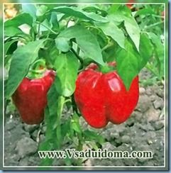 Peppers gogoshar (fotó), a helyszínen a kertben, ház és a szobanövények
