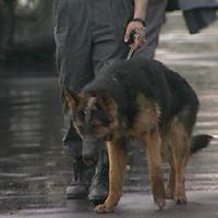 Szolgálati kutyák jelennek meg a különböző rendőri egységek