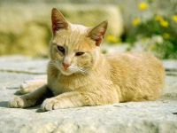Van egy macska képes túlélni fogak nélkül, ha a régi, mint a macskák rágni az ételt, hogy képes legyen a régi