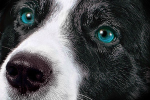 Canine titkok Krugosvet enciklopédia