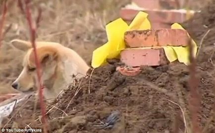 Canine kutya hűség, sírva sírjánál a tulajdonosok és gyászolja a halott négylábú barát