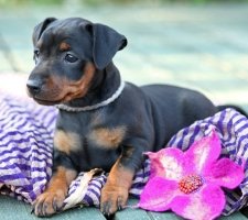 Kutya törpe pinscher (Miniature Pinscher) tenyészteni leírás, fotók, az ár a kölykök, vélemények