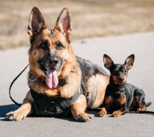 Kutya törpe pinscher (Miniature Pinscher) tenyészteni leírás, fotók, az ár a kölykök, vélemények