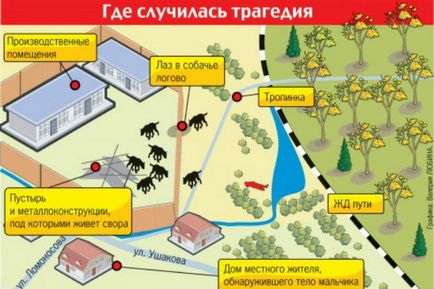 Kutyák - kannibálok kóbor kutyák kitépte a fiú Ufa, és megtámadta a gyermeket Voronyezs - gyilkosság