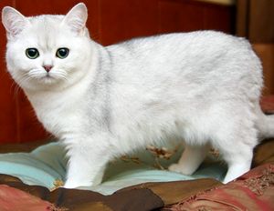 A tartalom a brit macska, mint a takarmány egy cica és egy macska, hogyan kell nézni, hogy mikor kell ivartalanítani