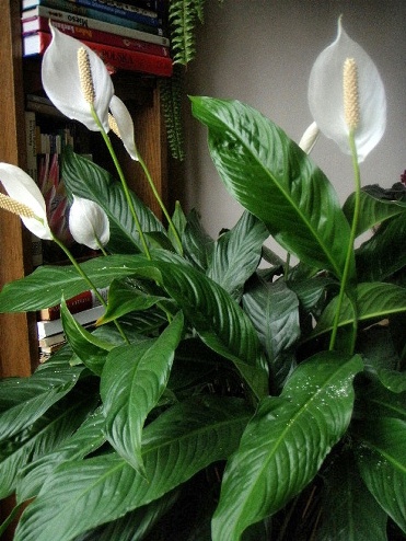 Spathiphyllum - transzplantáció - női boldogság - otthon, szeretem a kertben