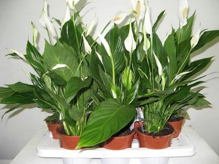 Spathiphyllum - transzplantáció - női boldogság - otthon, szeretem a kertben