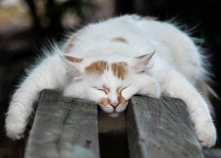 Alvó macska vicces fotó