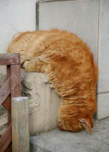 Alvó macska vicces fotó