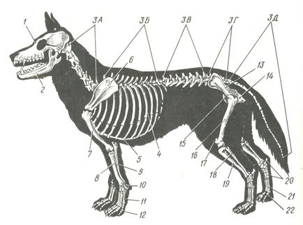 Szerkezete és működése a test a kutya, a koncepció az anatómia és élettan, szolgálati kutya,
