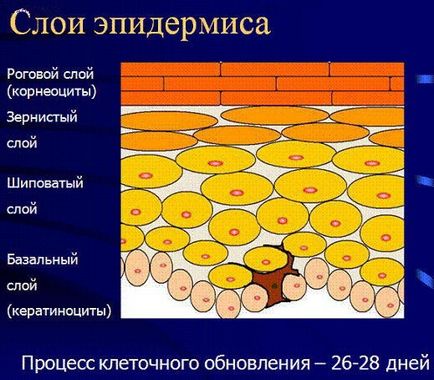 Bőrszerkezet - Szolgáltatások - bőr- és nemi betegségek, dermatocosmetology