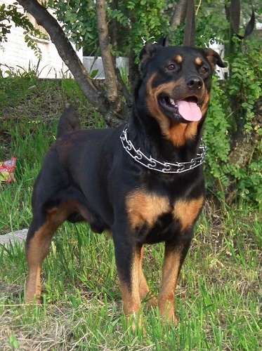 Szigorú nyakörv kutyáknak (strogacha), hogyan kell helyesen használni
