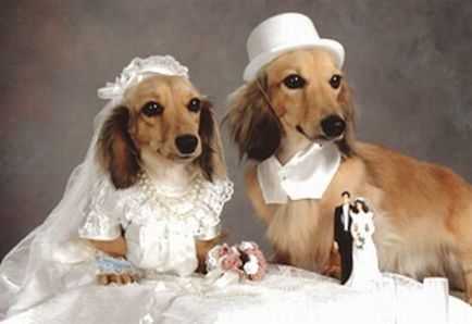 Esküvői állatok - a szeretet ünnepét, cikk
