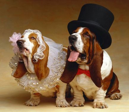 Esküvői állatok - a szeretet ünnepét, cikk