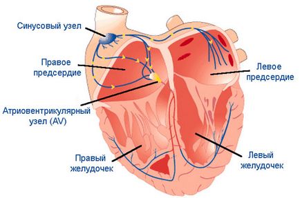 Tachyarrhythmia mi ez, okai, tünetei és kezelése