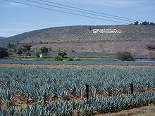 Tequila - ez (Agave készült Mexikó) Tequila - az