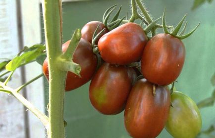 Tomato black láp fajta paradicsom, a hely, áttekintésre, képek és videó