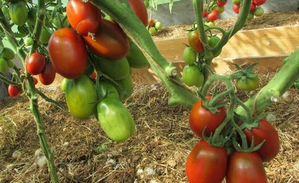 Tomato black láp fajta paradicsom, a hely, áttekintésre, képek és videó
