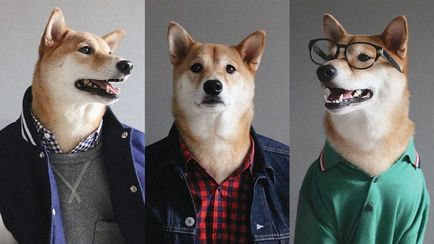 Top 5 híres kutyák az internet