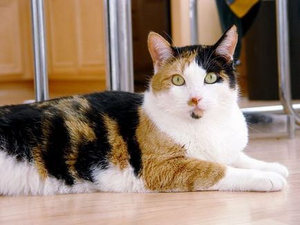 Calico cat - a teljes igazságot a gének, jellem és viselkedés