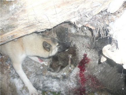 Slaughter helyen viseli, a klub a vadászok Szibériában (Tyumenba Hanti-Manszijszkban District-Yugra, Jamali-Nyenyec District) (hely) Slaughter helyen viseli, a klub a vadászok Szibériában (Tyumenba Hanti-Manszijszkban District-Yugra, Jamali-Nyenyec District)