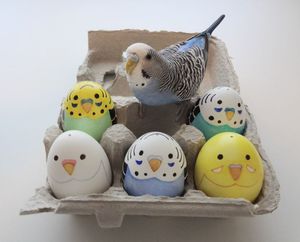 Készülék foglalat törpepapagájok anyagok megválasztása, méretek, bevágások, szellőzés és fertőtlenítés (nőstény papagáj) Készülék foglalat törpepapagájok anyagok megválasztása, méretek, bevágások, szellőzés és fertőtlenítés