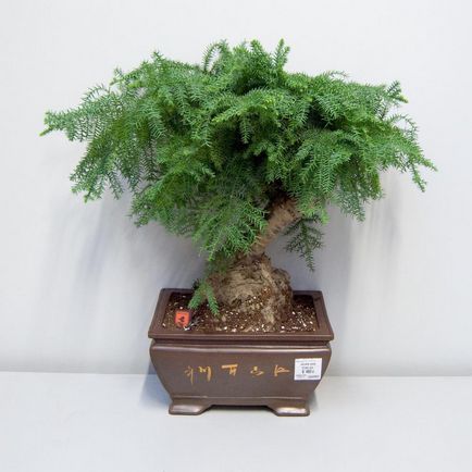 Care Araucaria otthon, szaporítás dugványozással evett szoba miért halnak (feltételek) Care Araucaria otthon, szaporítás dugványozással szoba evett, miért hal meg