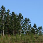 Care Araucaria otthon, szaporítás dugványozással evett szoba miért halnak (belföldi) Care Araucaria otthon, szaporítás dugványozással szoba evett, miért hal meg