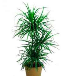 Care dratsenu hogyan kell gondoskodni dratsenu hasznos szobanövények (dracaena) Care dratsenu hogyan kell gondoskodni a szobanövények dratsenu hasznos