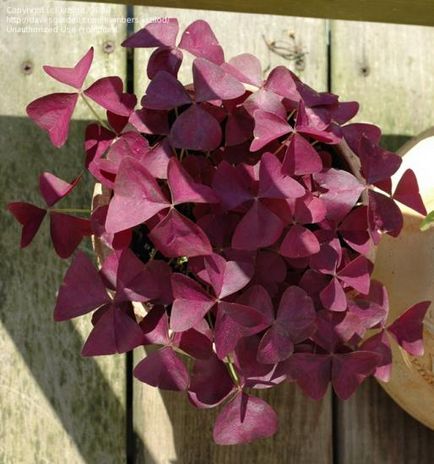 Care violet wood sóska (Oxalis Care lila) Care lila oxalis