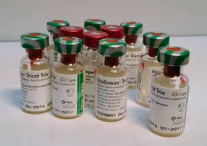 Nobivac vakcina macskák - felülvizsgálat, kézi, ár