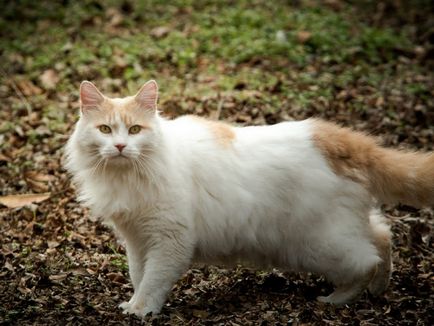 Van macskák fotó és Fajtajegyei, mi az ára a török ​​Wan Magyarországon