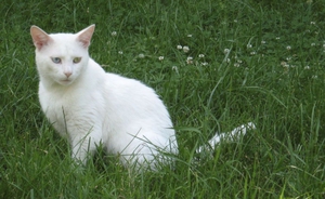 Van macskák fotó és Fajtajegyei, mi az ára a török ​​Wan Magyarországon