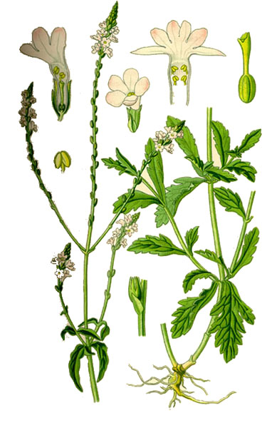 Verbena officinalis - hasznos tulajdonságai és alkalmazásai, egészségügyi könyv